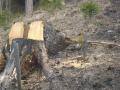 Waldbrand 12.03.2011