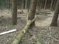 Windwurf 12.03.2011